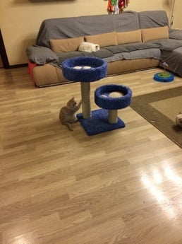 Фото когтеточки для кошек «Двойная лапа» от Пушка