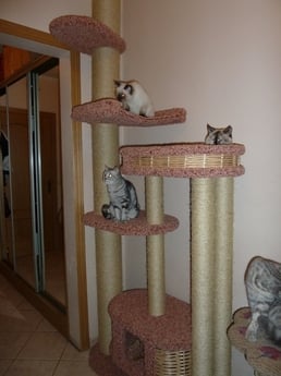 Фото комплекса для кошек «Ки-Ва-Ба» от Пушка