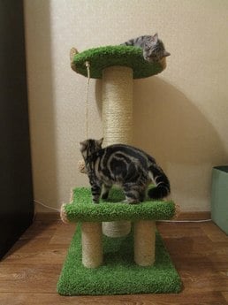 Фото комплекса для кошек «Мишутик» от Пушка