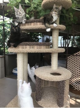 Фото комплекса для кошек «Буряша» от Пушка