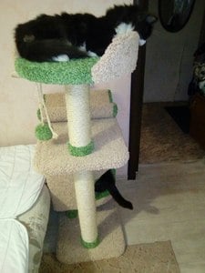 Домики для кошек «Монти» – фото 1