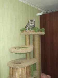 Комплексы для кошек «Иннусик» – фото 27