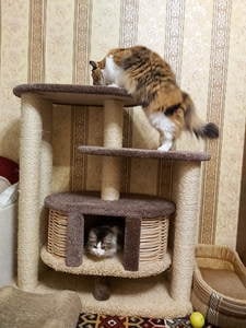 Комплексы для кошек «Маруська» – фото 3
