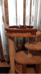 Комплексы для кошек «Чаруша 110» – фото 6