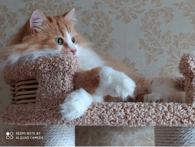 Комплексы для кошек «Иннусик» – фото 4