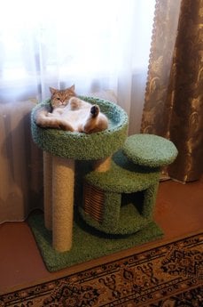 Фото комплекса для кошек «Эдуська» от Пушка