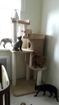 Фото комплекса для кошек «Шаран» от Пушка