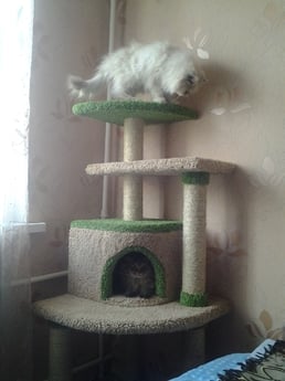 Фото комплекса для кошек «Агути» от Пушка