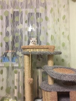 Фото комплекса для кошек «Брунетка» от Пушка