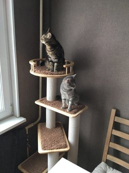 Фото комплекса для кошек «Винтуся» от Пушка