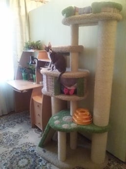 Фото комплекса для кошек «Иннусик» от Пушка