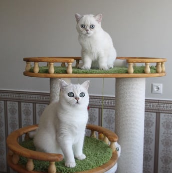 Фото комплекса для кошек «Капоти» от Пушка