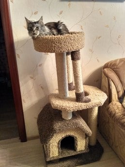 Фото домика для кошек «Конура для буйных кошек» от Пушка
