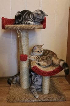 Фото когтеточки для кошек «Кука» от Пушка