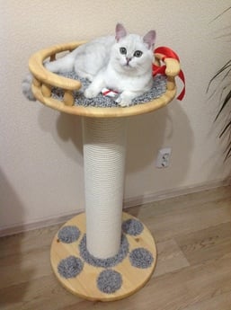 Фото когтеточки для кошек «Ля Пачинья» от Пушка