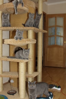 Фото комплекса для кошек «Мурляша» от Пушка