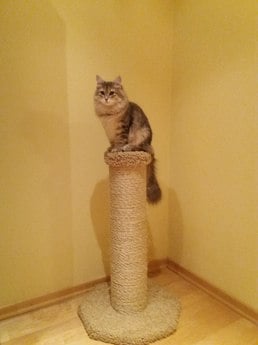 Фото когтеточки для кошек «Столбик мощный» от Пушка