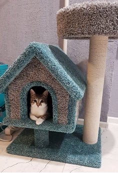 Фото домика для кошек «Избушка с лежанкой» от Пушка