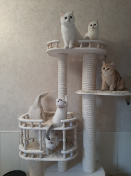 Фото комплекса для кошек «Бося» от Пушка