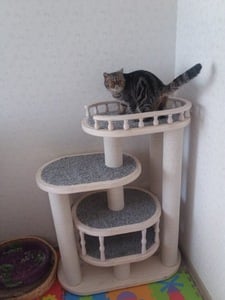 Комплексы для кошек «Деруша» – фото 11
