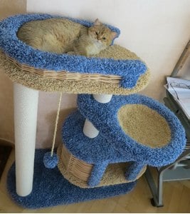 Комплексы для кошек «Брунетка» – фото 16