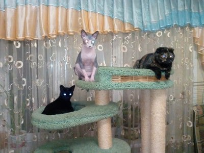 Комплексы для кошек «Басик+» – фото 35