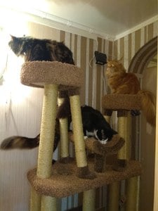 Комплексы для кошек «Большой комплекс с тремя лежанками» – фото 2