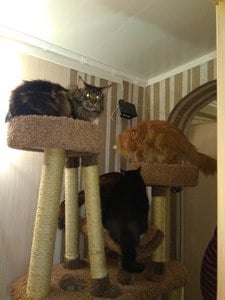 Комплексы для кошек «Большой комплекс с тремя лежанками» – фото 1