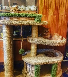 Комплексы для кошек «Брунетка» – фото 20
