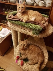 Комплексы для кошек «Брунетка» – фото 19