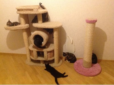 Комплексы для кошек «Бобоша» – фото 18
