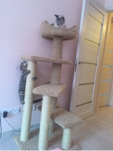 Комплексы для кошек «Винтовая лестница» – фото 6