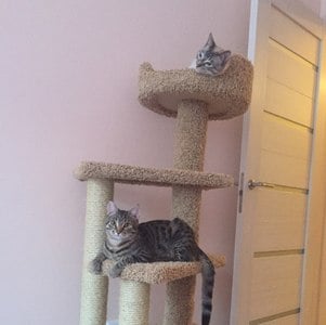 Комплексы для кошек «Винтовая лестница» – фото 7