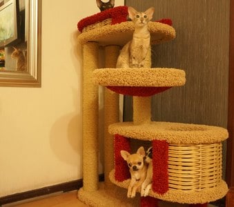 Комплексы для кошек «Брунетка» – фото 29