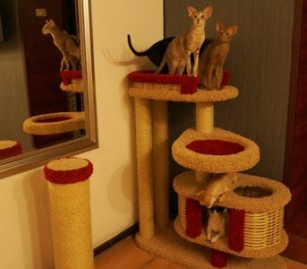 Комплексы для кошек «Брунетка» – фото 30
