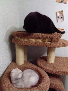 Комплексы для кошек «Бобоша» – фото 21