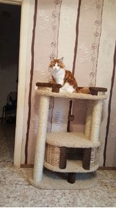 Комплексы для кошек «Фидика» – фото 40
