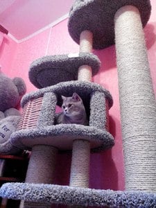 Комплексы для кошек «Иннусик» – фото 23
