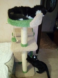 Домики для кошек «Монти» – фото 2