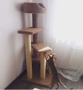 Комплексы для кошек «Винтовая лестница» – фото 8