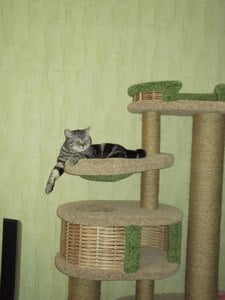 Комплексы для кошек «Иннусик» – фото 28