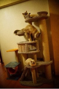 Комплексы для кошек «Иннусик» – фото 30
