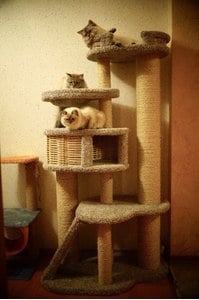 Комплексы для кошек «Иннусик» – фото 29
