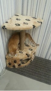 Домики для кошек «Угловой» – фото 4