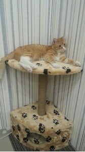 Домики для кошек «Угловой» – фото 5