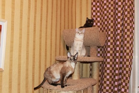 Комплексы для кошек «Петуля» – фото 2