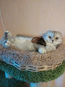 Комплексы для кошек «Чаруша 110» – фото 7