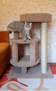 Комплексы для кошек «Эдуська» – фото 7