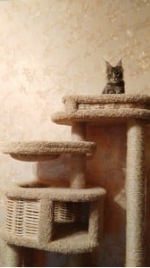 Комплексы для кошек «Басик+» – фото 69