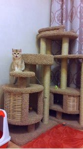 Комплексы для кошек «Эдуська» – фото 11
